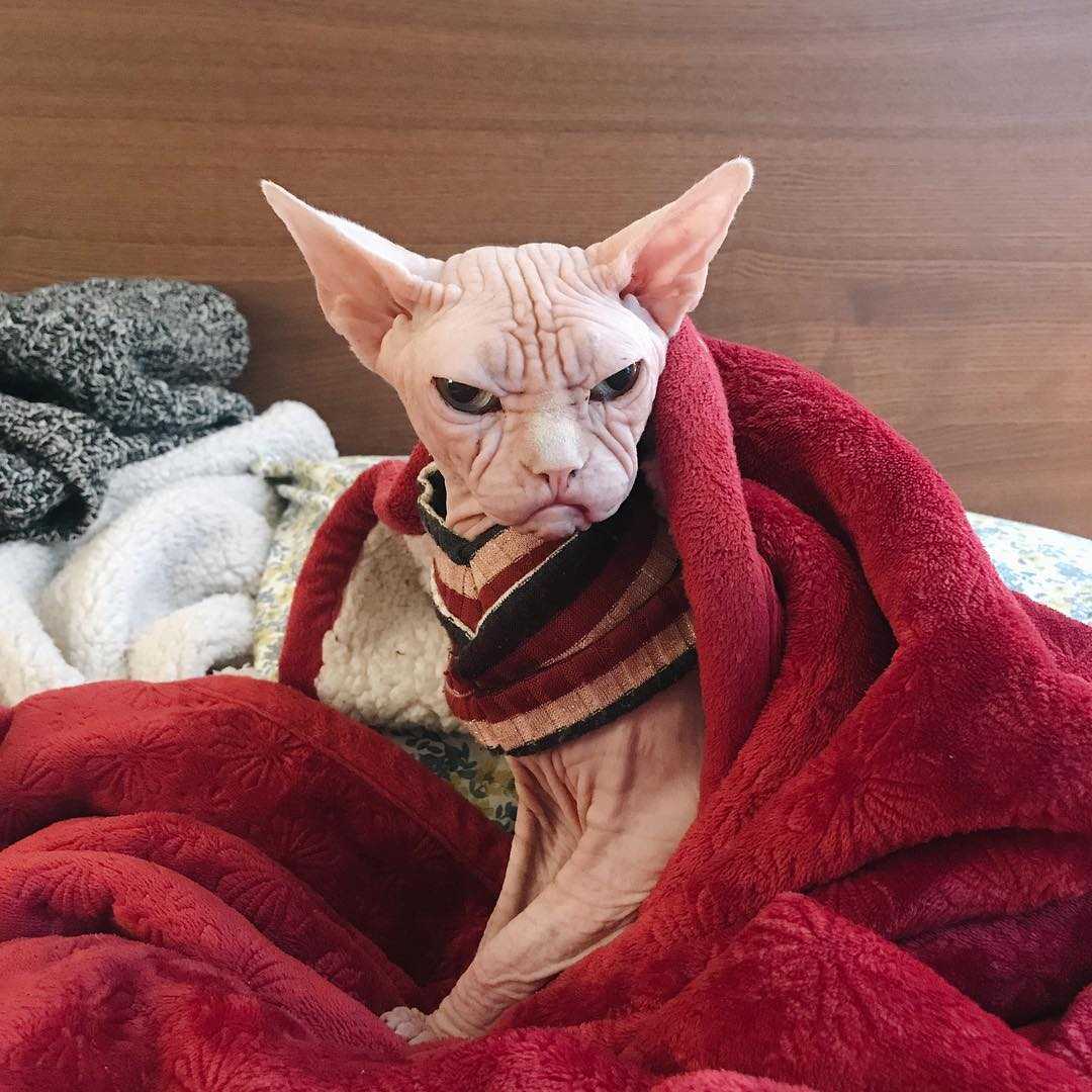 злая кошка. селкирк рекс рыжий. селкирк рекс альберт. селкирк рекс короткошерстный бело-серый. злой кот.